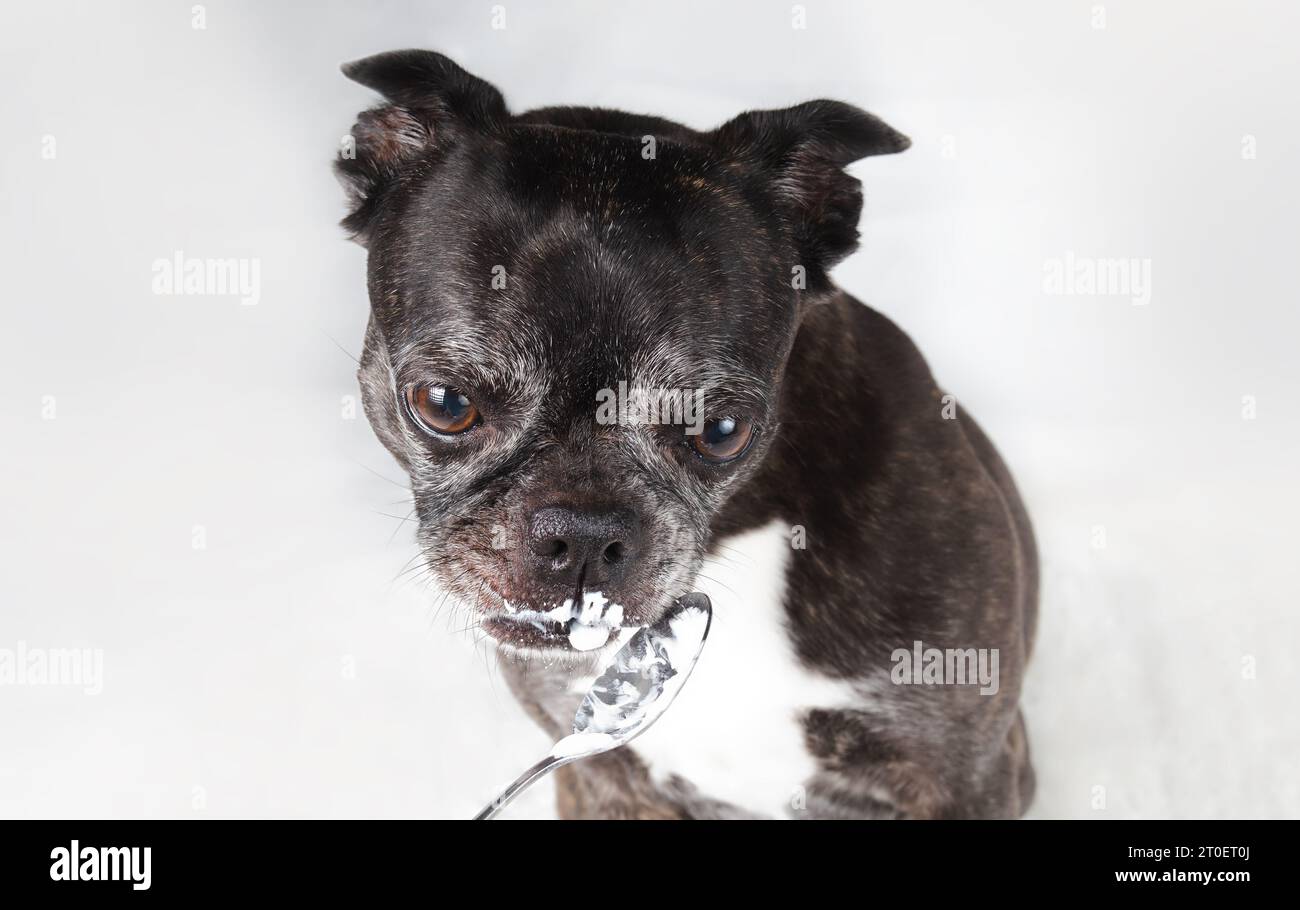 Small dog eating yoghurt from a spoon on grey background. Cute black