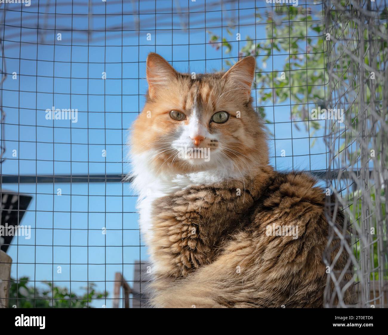 Cute cat in cation in roof garden patio looking at camera. Kitty sitting in wire mesh enclosure in front of defocused catmint plants. Female calico ca Stock Photo