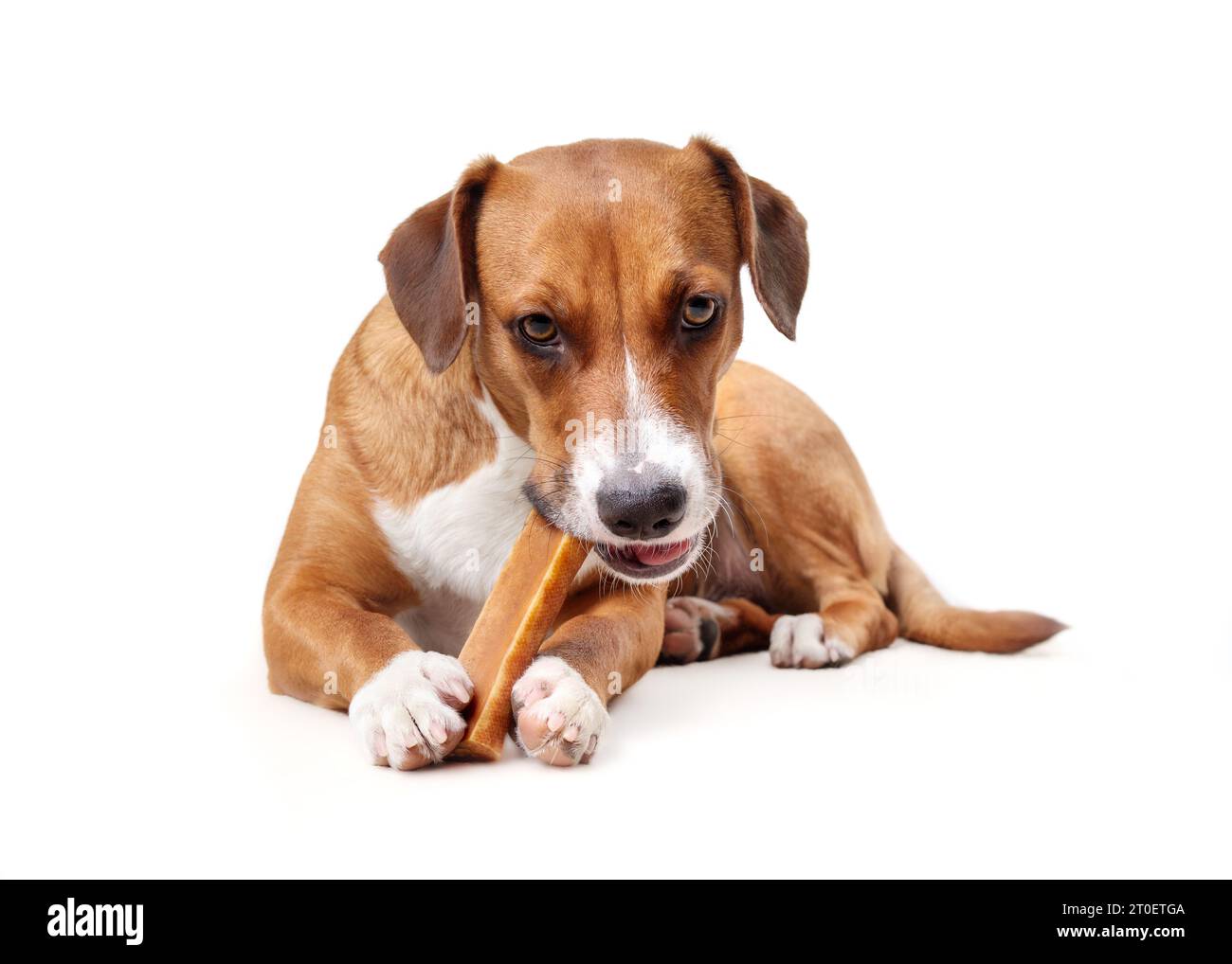 Happy dog with chew stick in mouth and between paws. Puppy dog eating a