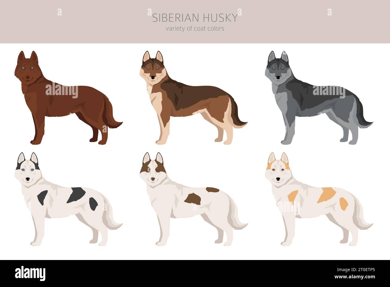 Siberian Husky puppy clipart. All coat colors set. All dog breeds  characteristics infographic. Vector illustration Stock Vector Image & Art -  Alamy