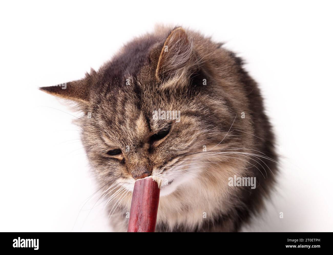 Isolated tabby cat with dog chew stick. Front view of fluffy senior cat