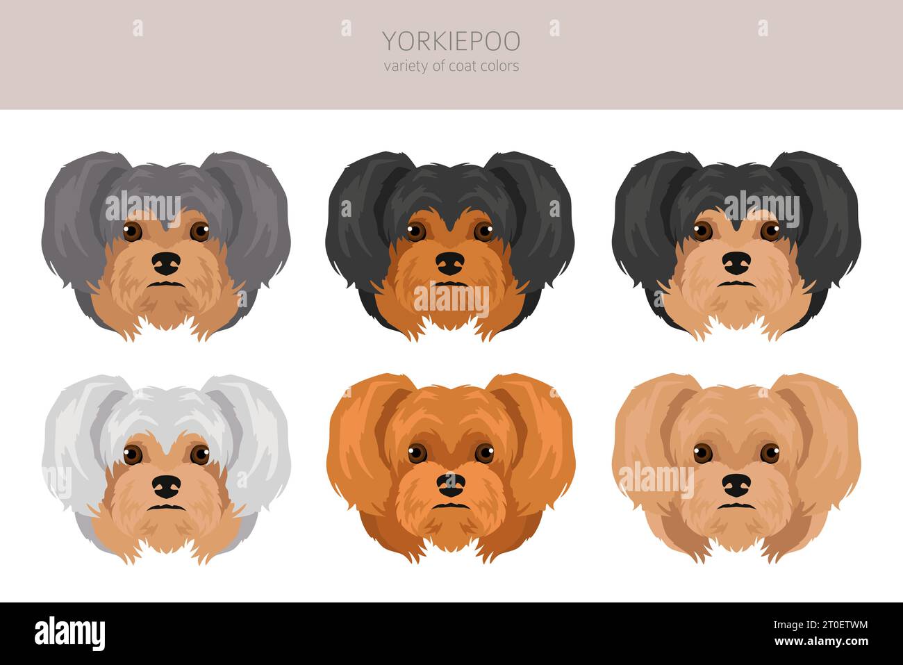Yorkie Animation Yorkiepoo clipart. Yorkshire terrier Poodle mix. Different coat colors ...