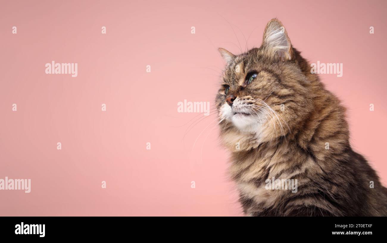 Curios tabby cat on soft pink background. Side view of cute fluffy senior cat with beautiful green eyes looking at something interested. 17 year old f Stock Photo