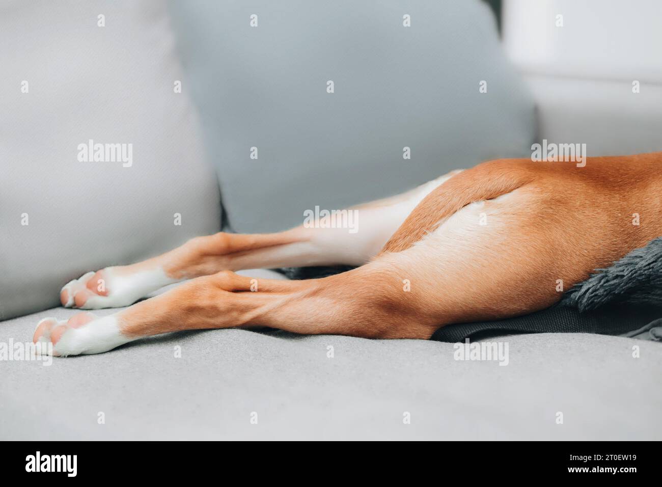 Cute puppy sleeping with legs backwards sofa. Partial side view of ...