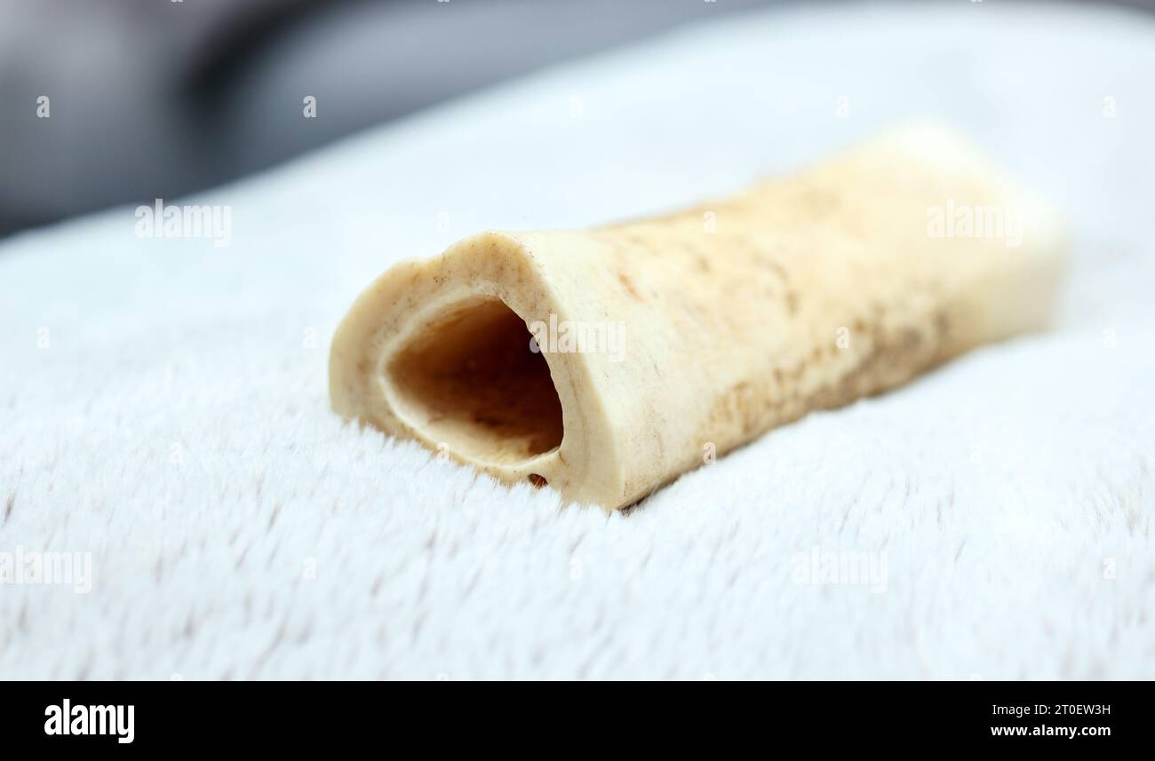 Large dog bone treat on sofa blanket. Hollow femur beef bone. natural durable dog chew toy. Helps with boredom and dental health by removing tartar an Stock Photo