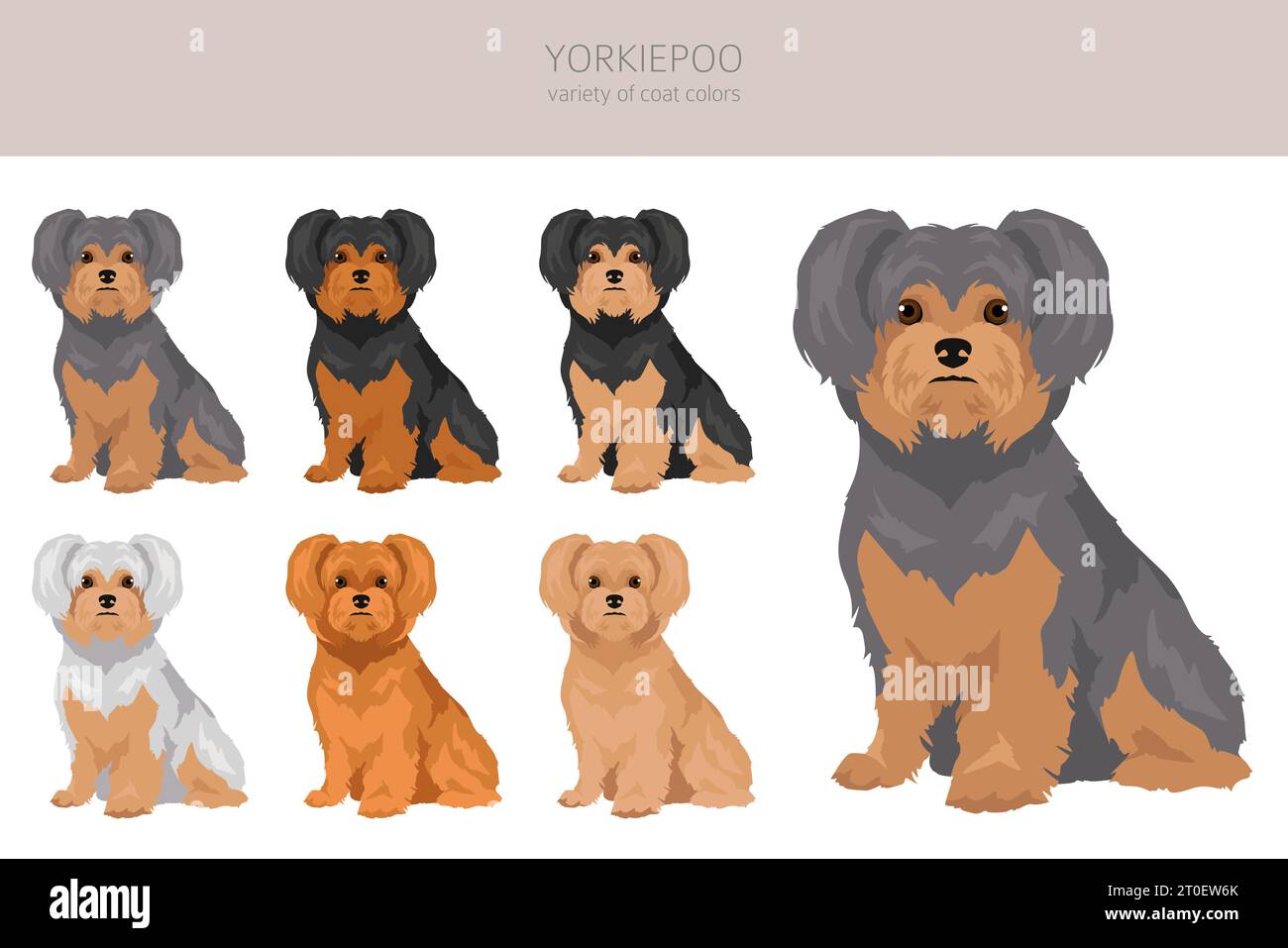 Yorkiepoo Clipart Yorkshire Terrier Poodle Mix Different Coat Colors yorkiepoo-clipart-yorkshire-terrier-poodle-mix-different-coat-colors
