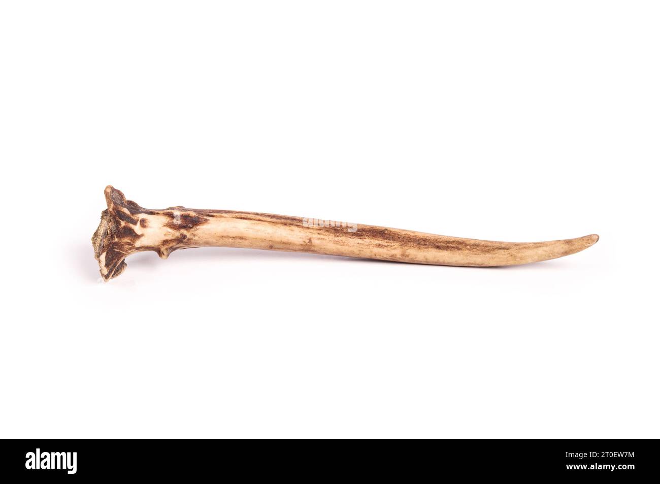 Isolated yearling antler from black-tailed deer or mule deer. Side view of single point antler or spike antler shed by male deer. Found on North vanco Stock Photo