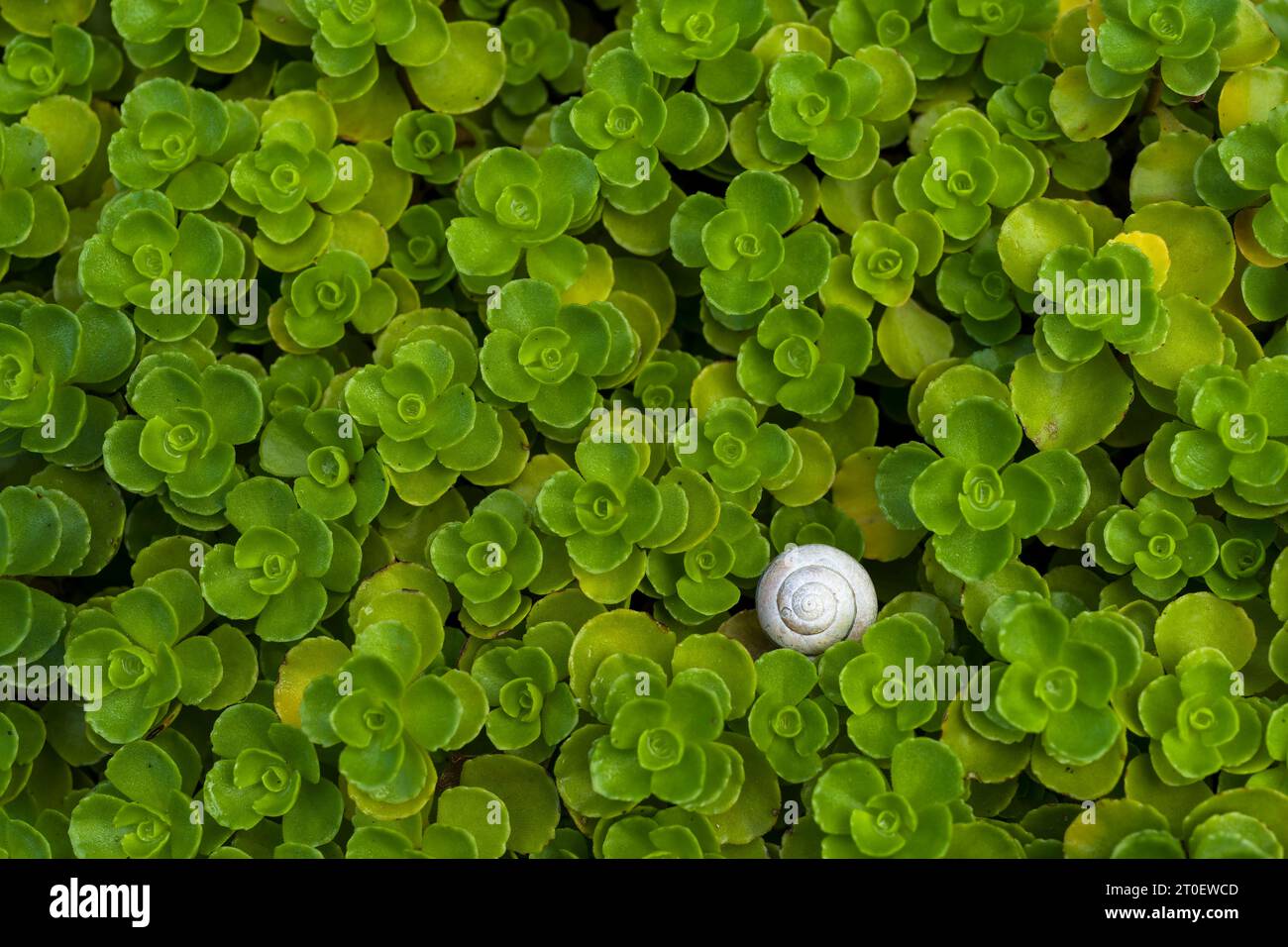 a small snail shell hides between the rosettes of the carpet fat leaf (Sedum spurium), top view, Germany Stock Photo