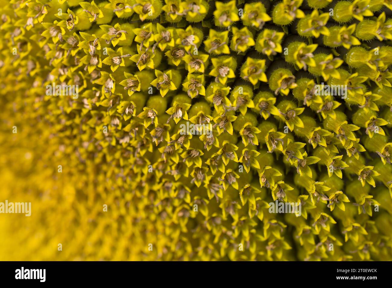 Close-up of a sunflower (Helianthus annuus) flower, flower basket with tubular flowers, Germany Stock Photo