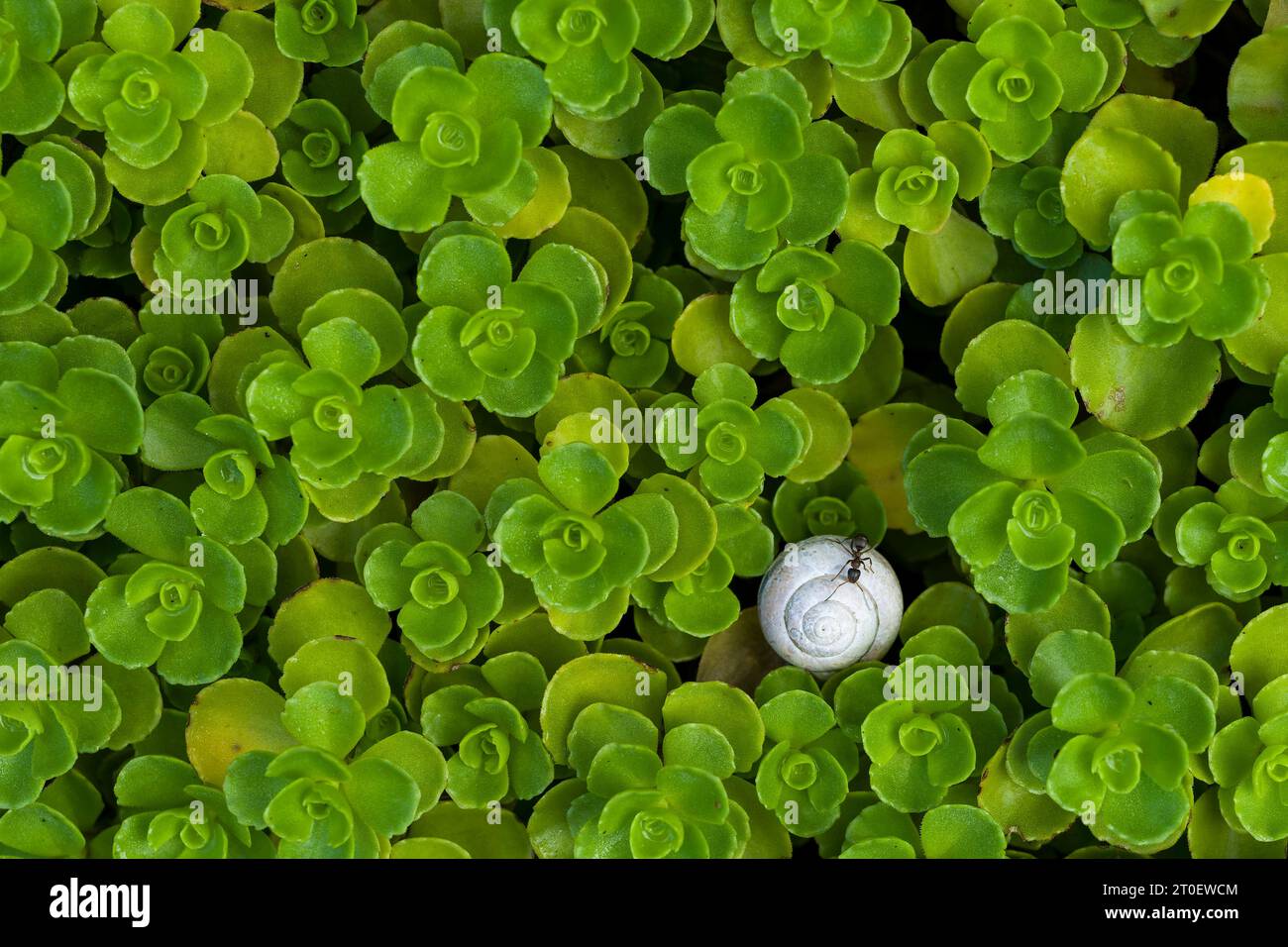 between the rosettes of the carpet fat leaf (Sedum spurium) hides a small snail shell and an ant, top view, Germany Stock Photo