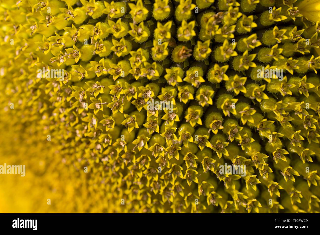 Close-up of a sunflower (Helianthus annuus) flower, flower basket with tubular flowers, Germany Stock Photo