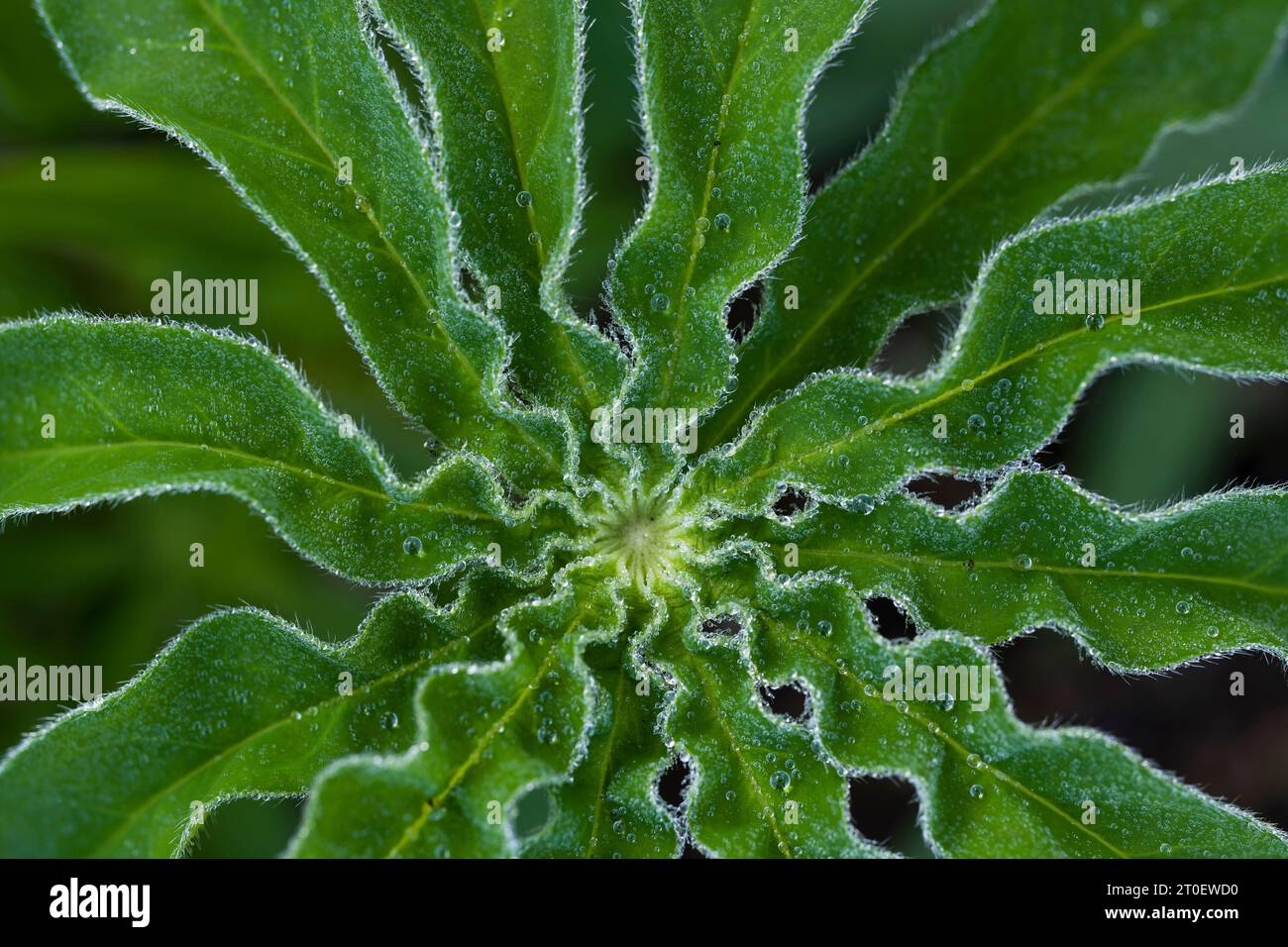 Leaves of lupine (Lupinus) with small water pearls, top view, Germany Stock Photo