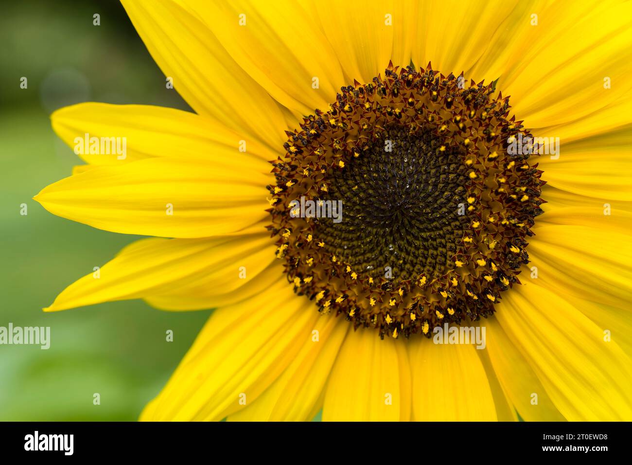 Close-up of a sunflower (Helianthus annuus) flower, flower basket with tubular flowers and yellow petals, Germany Stock Photo