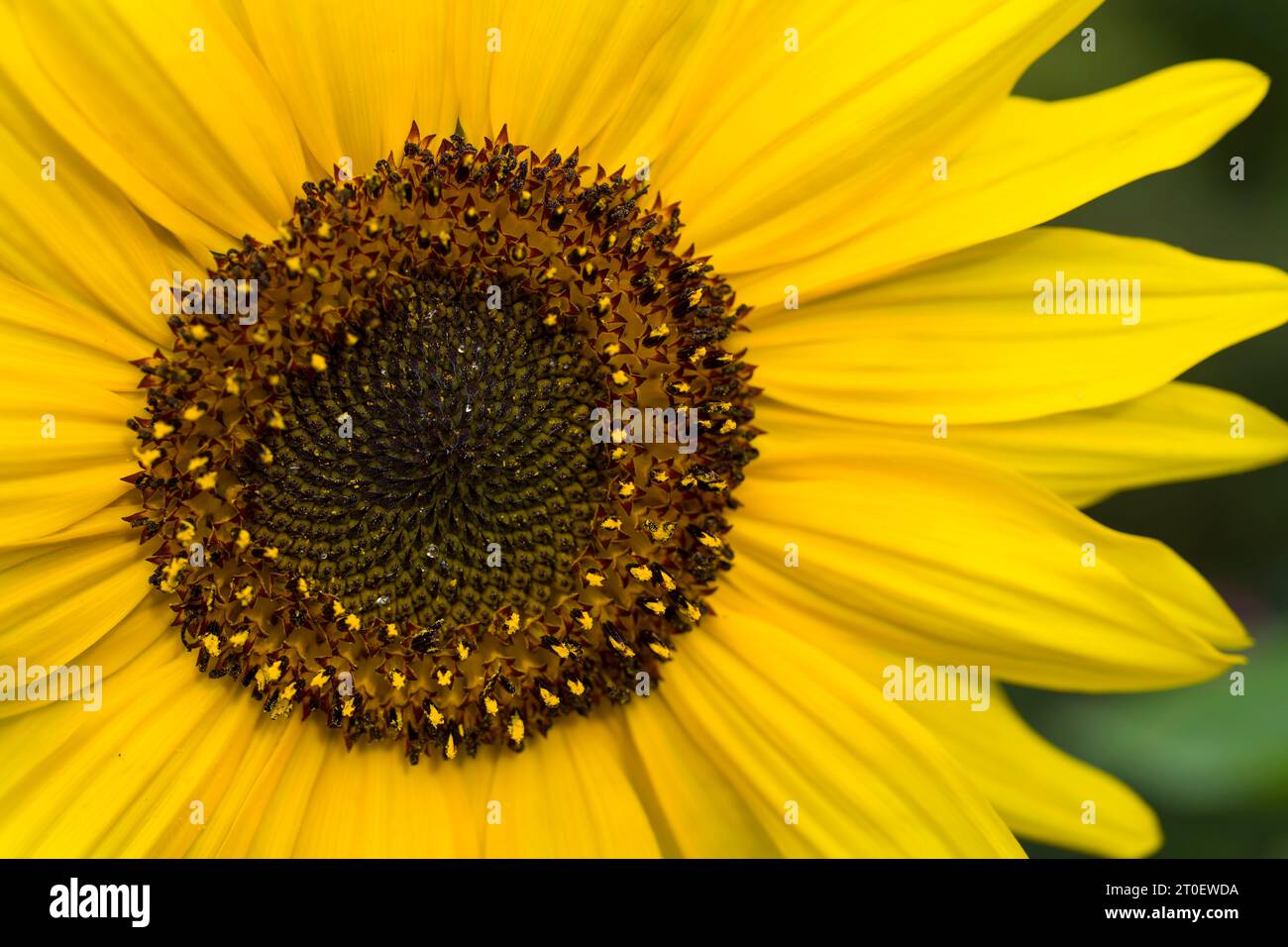 Close-up of a sunflower (Helianthus annuus) flower, flower basket with tubular flowers and yellow petals, Germany Stock Photo