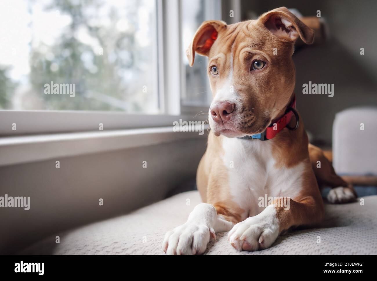 Cute dog waiting for owner to come home. Puppy dog lying by the window on a bench with longing, sad or bored body language. 5 months old, female boxer Stock Photo