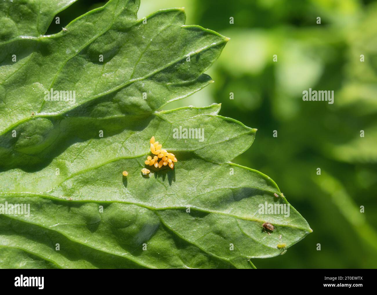 Ladybug egg cluster on celery leaf with defocused foliage. Group of yellow oval-shaped eggs. Known as ladybird, lady beetle, lady clock and lady fly. Stock Photo