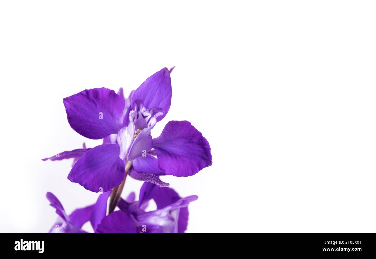 Isolated rocket larkspur in full bloom  Blue purple flower on white background. Wildflower seed attracting pollinator. Also known as Consolida ajacis. Stock Photo