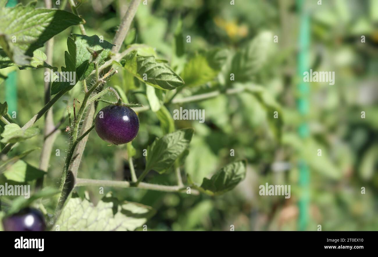 Black tomato cherry growing in garden on a sunny day. Midnight Snack Tomato plant with defocused foliage. Dark purple or indigo tomato ready to harves Stock Photo