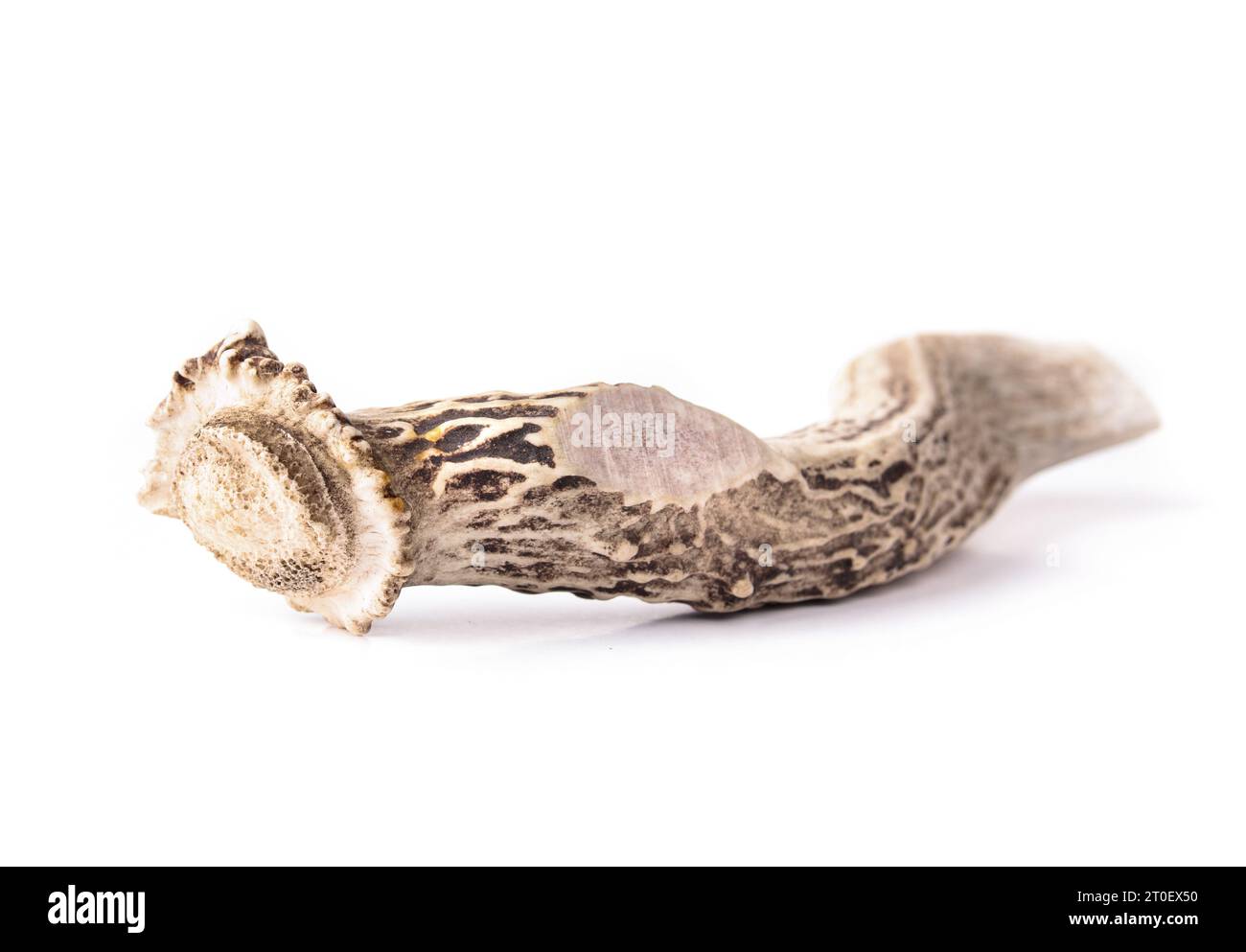 Antler for dogs. Sideview of Deer antler chew stick for strong chewers. Long-lasting dog chew for medium to large dogs. Helps cleaning teeth and reduc Stock Photo