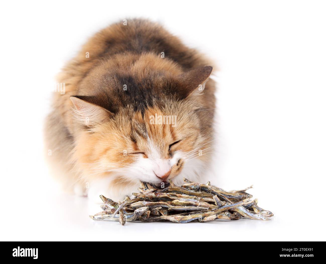 Cat eating dried sardines. Cute fluffy calico cat sitting in behind a pile of dehydrated sardines. Healthy dog and cat snack or supplement rich on pro Stock Photo