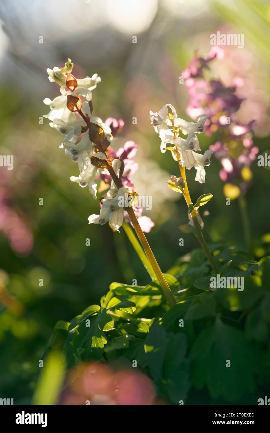 Hollow bulbous larkspur hi-res stock photography and images - Alamy