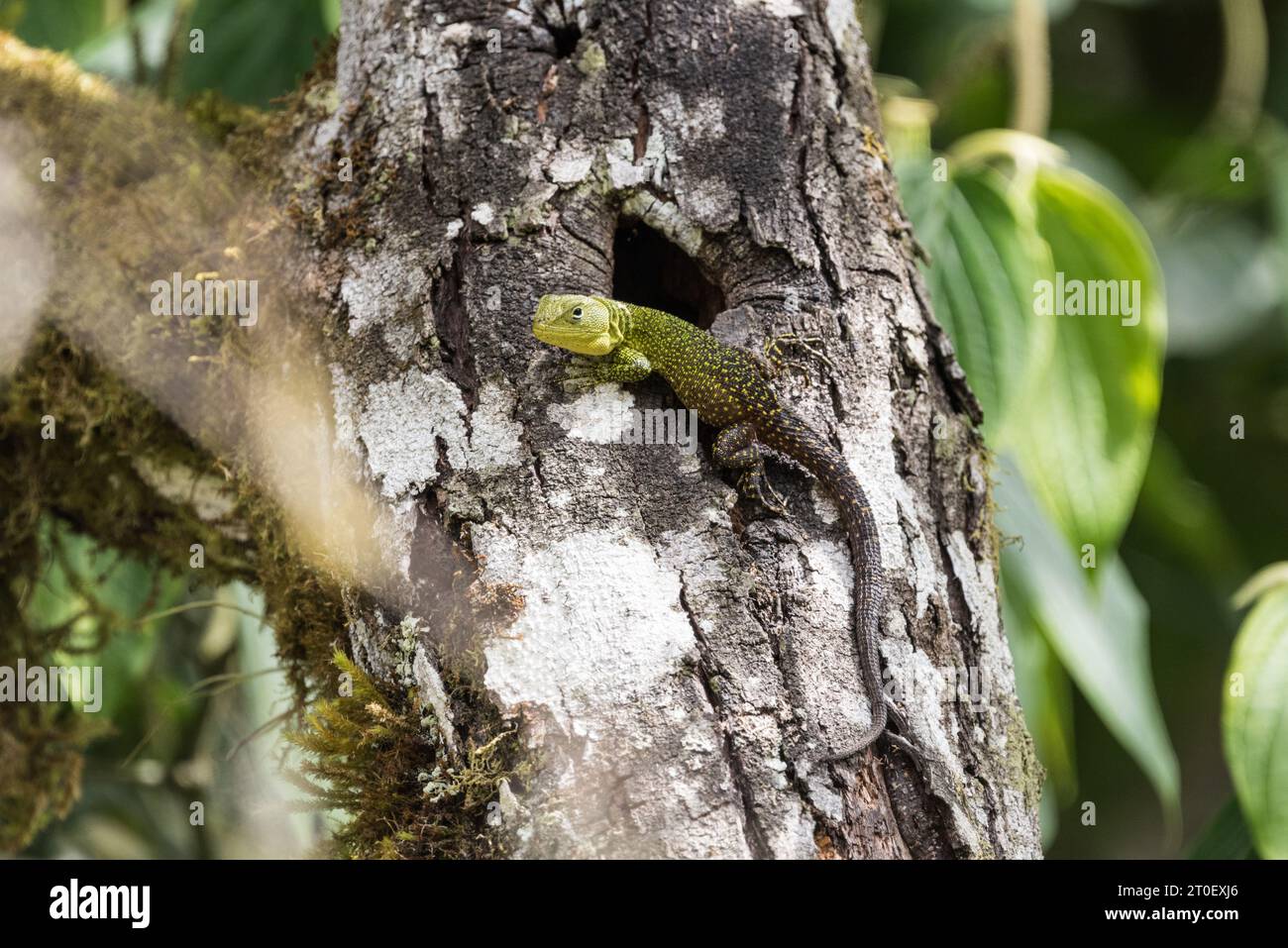 A sideview of the endangered Keeled/Mist Whorltailed Iguana (Stenocercus varius) on a tree in Ecaudor Stock Photo
