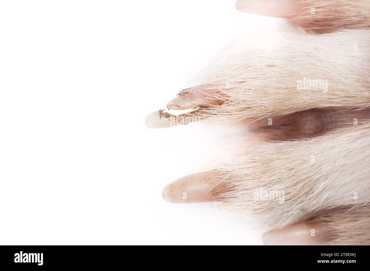 Broken dog nail, close up. Top view of dirty large dog paw with split
