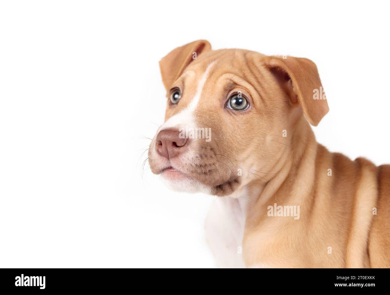 Isolated puppy dog looking at camera. Cute headshot of beige boxer pitbull mix puppy dog looking at something off. 12 weeks old, female Boxer Pitbull Stock Photo