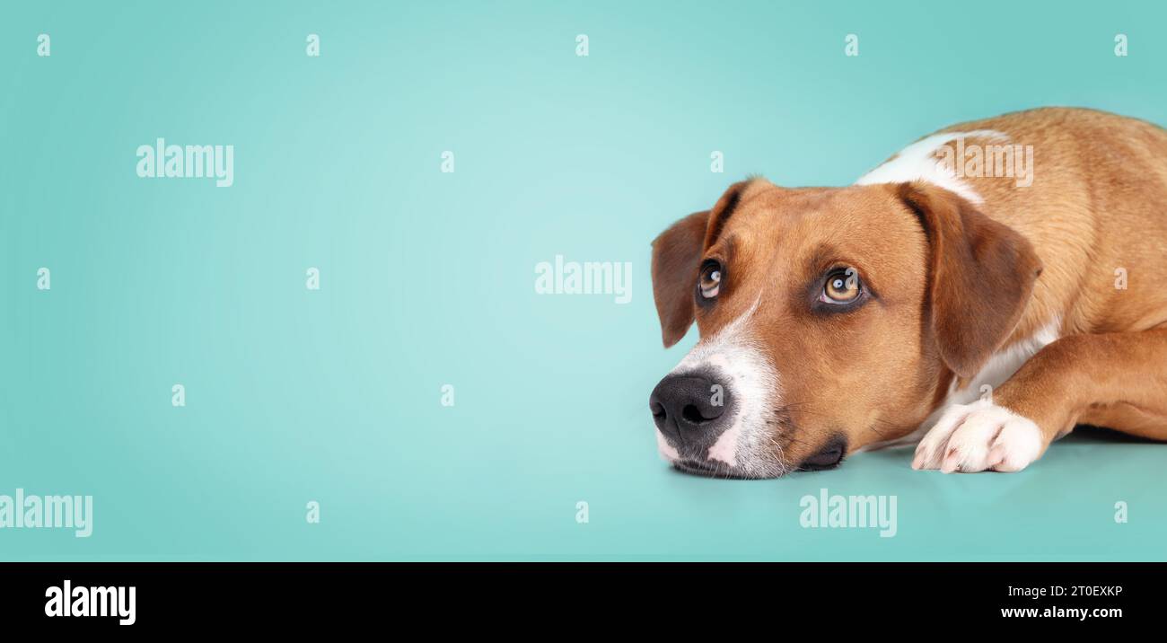 Harrier dog lying on turquoise background while looking up. Cute brown medium-sized puppy dog waiting for food or watching something. 1 year old femal Stock Photo