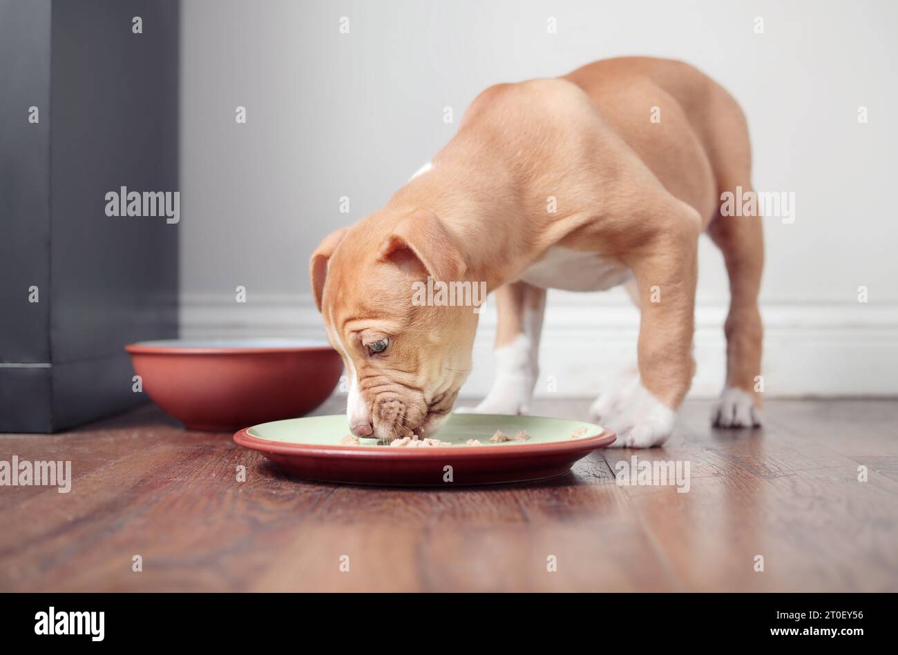 Hungry puppy eating kibbles while standing in plate with food in