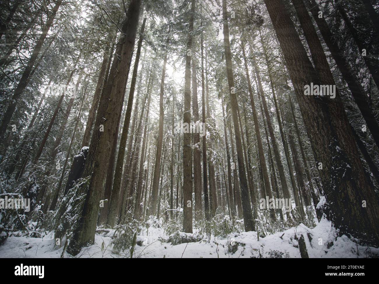 Winter forest scene with sunrays. Beautiful winter rainforest scene