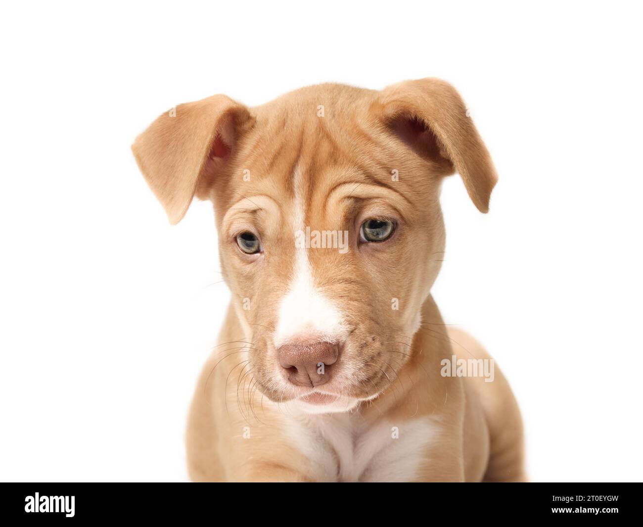 Isolated puppy head shot. Front view cute curios puppy dog looking at something down with tilted head. Beige boxer pitbull mix, 12 weeks old, fawn col Stock Photo