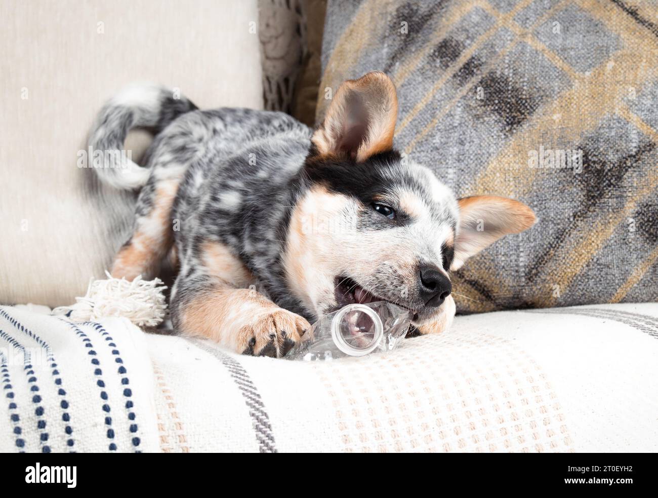 Cute puppy dog with plastic bottle on a sofa. Front view of puppy