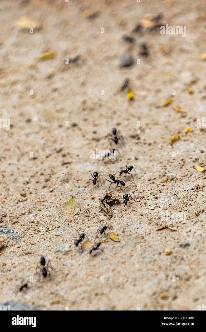 Ants moving in a row on ground Stock Photo