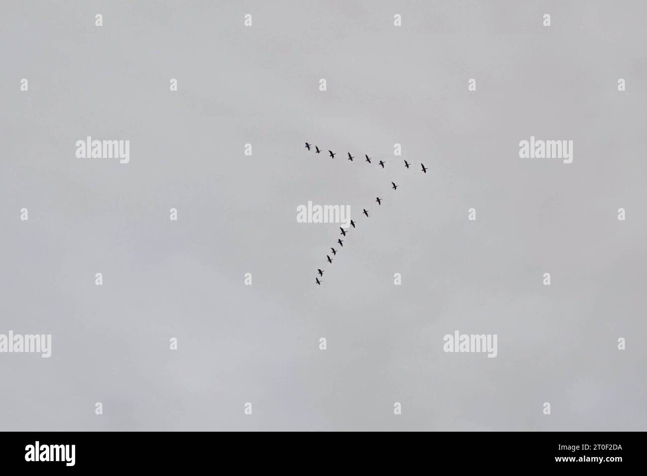Flock of birds fly south in V form as winter is coming. Stock Photo