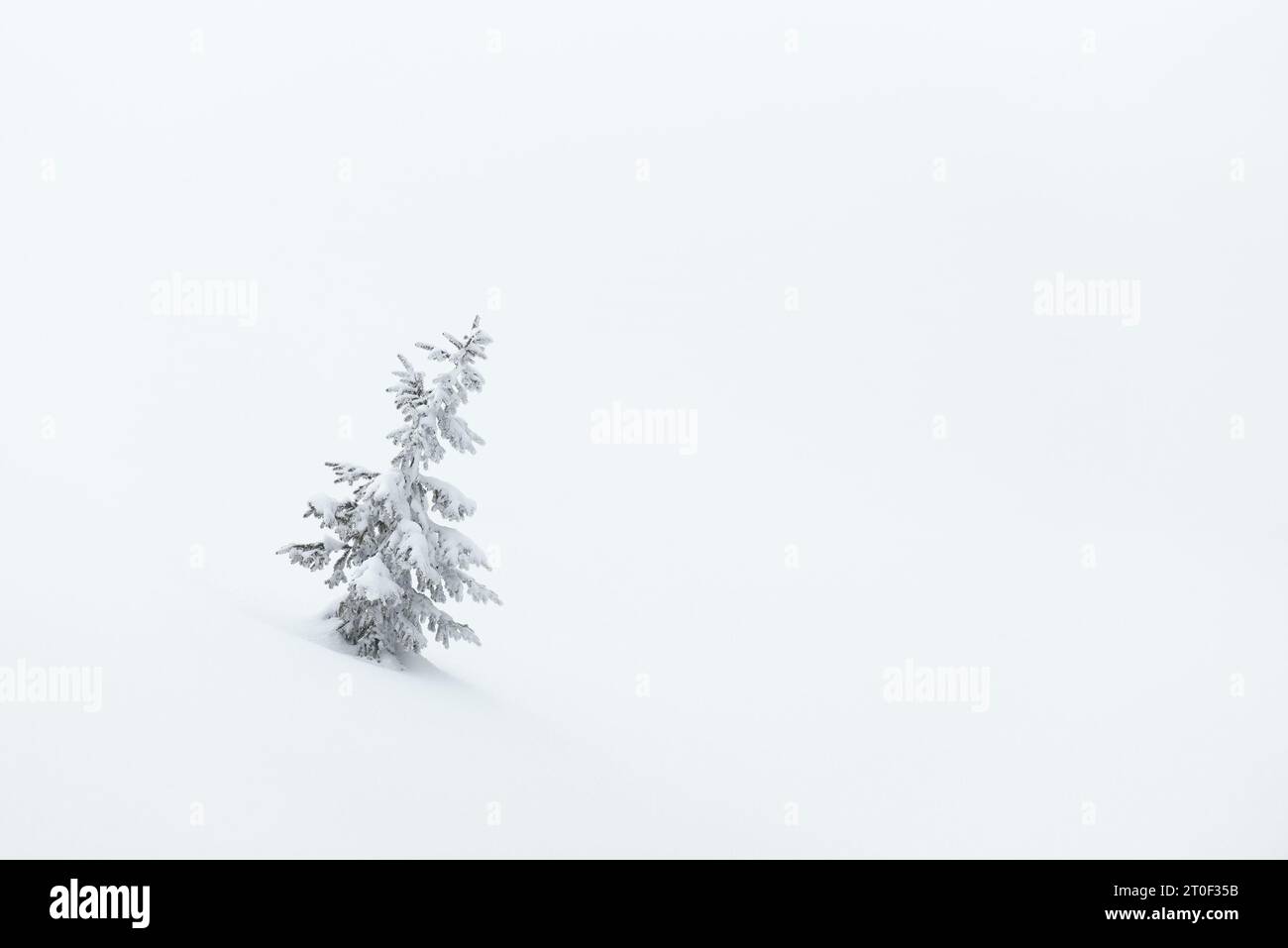 Snow winter landscape fir tree hi-res stock photography and images - Alamy
