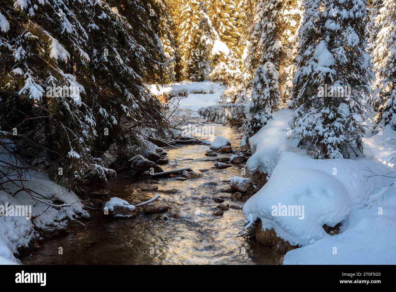 Mountain stream through a snowy alpine forest at sunset in winter Stock Photo