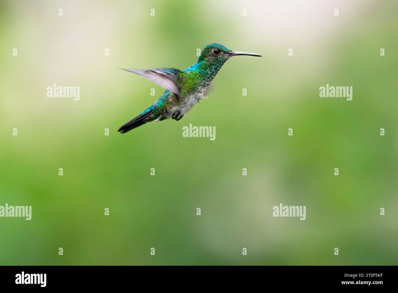 Beautiful Blue-chinned Sapphire hummingbird, Chlorestes notata, flying in the air with blurred green background Stock Photo