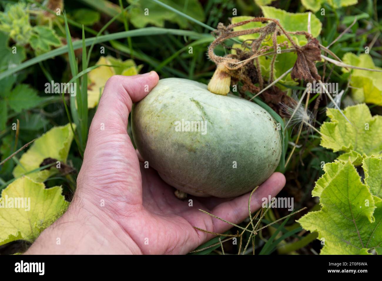 A hand holds a small green ornamental pumpkin hanging on the vine in ...