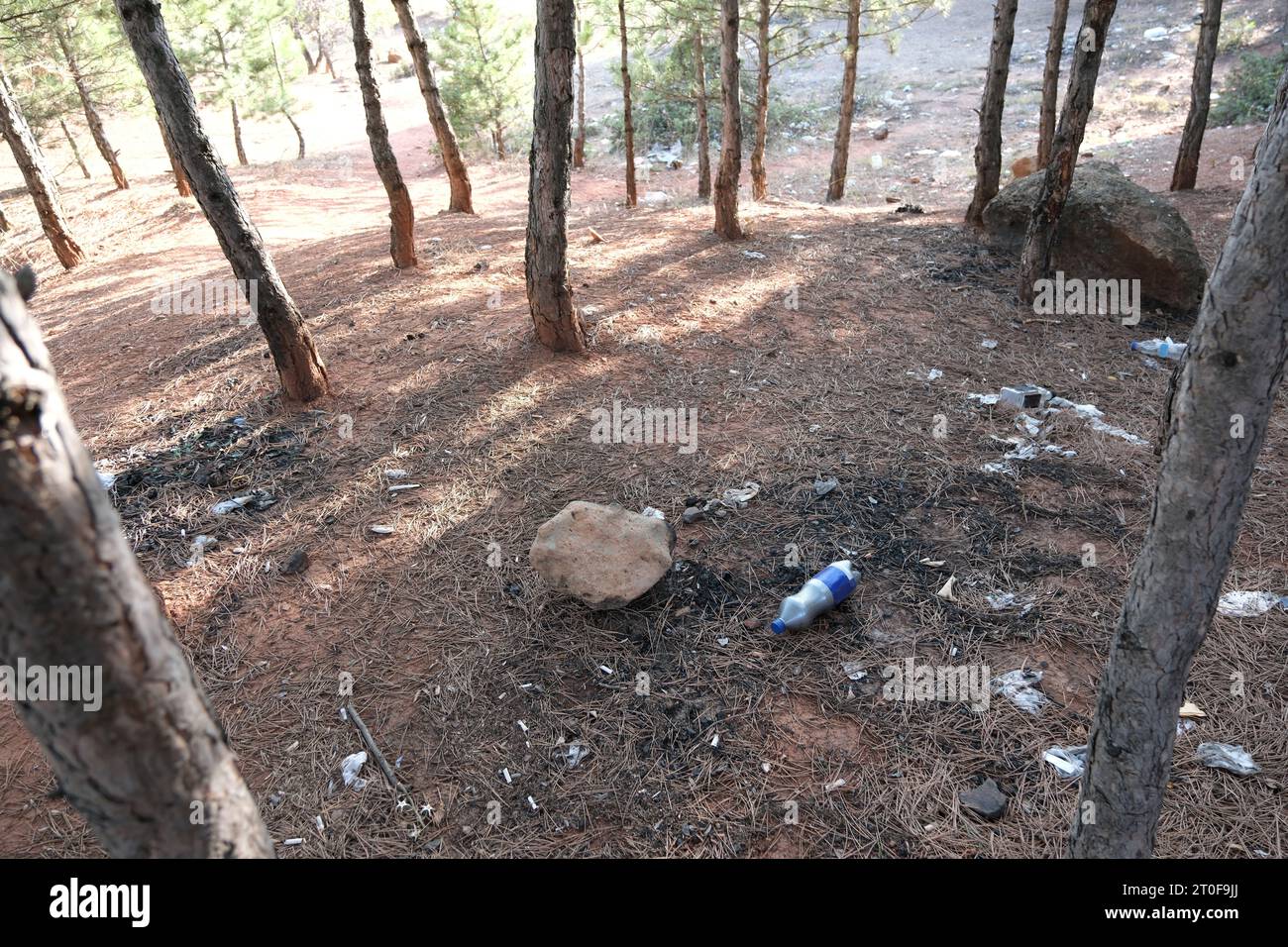 Environmental pollution in forests or groves. Plastic waste among the trees. Stock Photo
