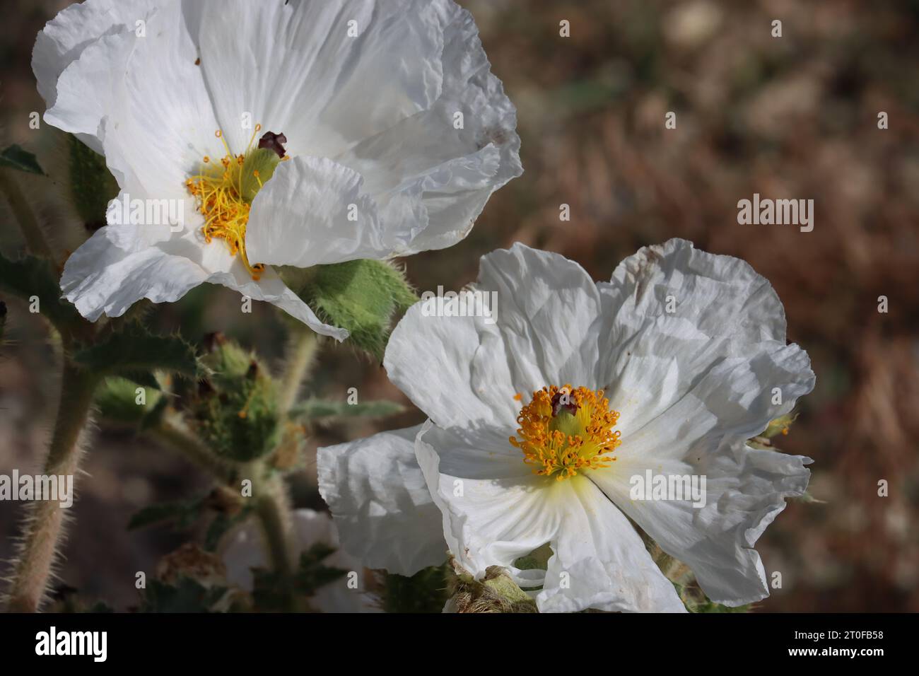 Flatbud Prickly Poppy, Argemone Munita, a native perennial herb displaying exiguous cyme inflorescences during Summer in the East Sierra Nevada. Stock Photo