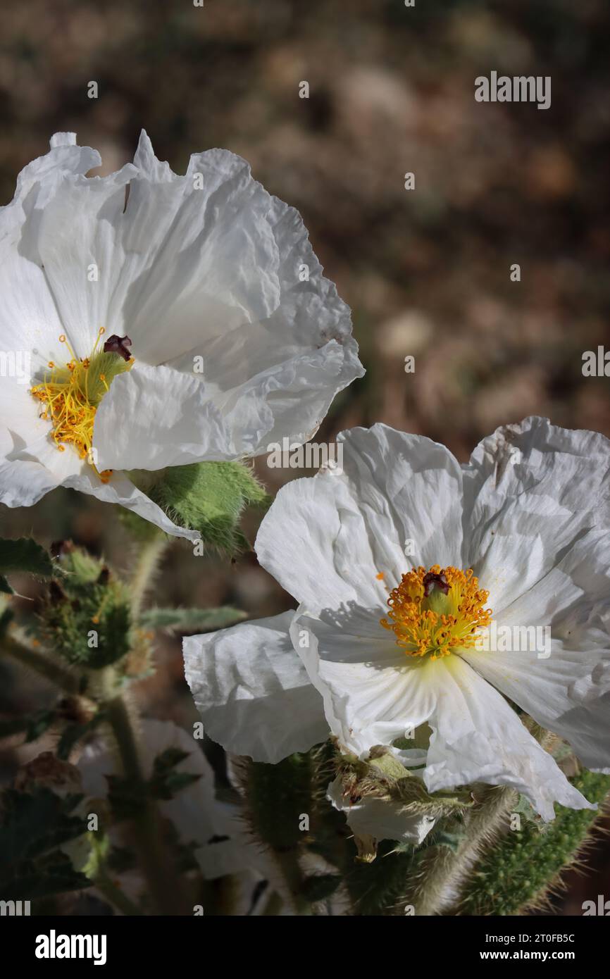 Flatbud Prickly Poppy, Argemone Munita, a native perennial herb displaying exiguous cyme inflorescences during Summer in the East Sierra Nevada. Stock Photo
