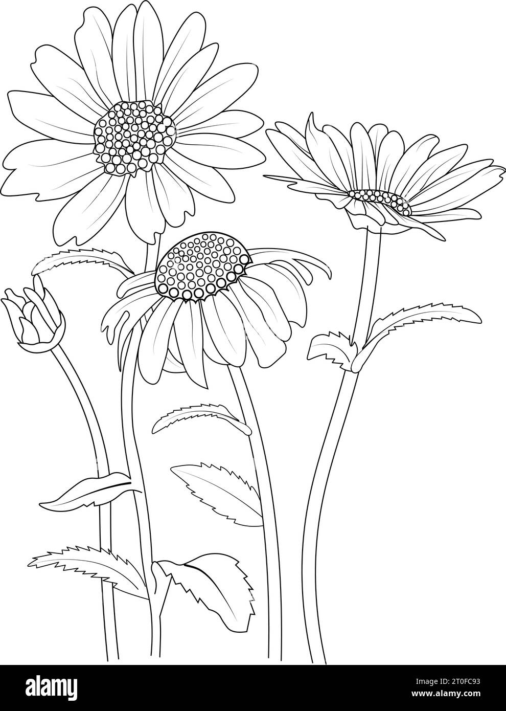 , line drawing daisy tattoo, Outline Daisy flower drawing, botanical ...