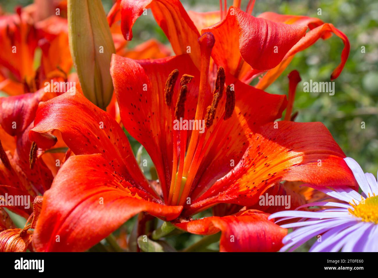 lily Asian red tiger growing up in the flower garden Stock Photo