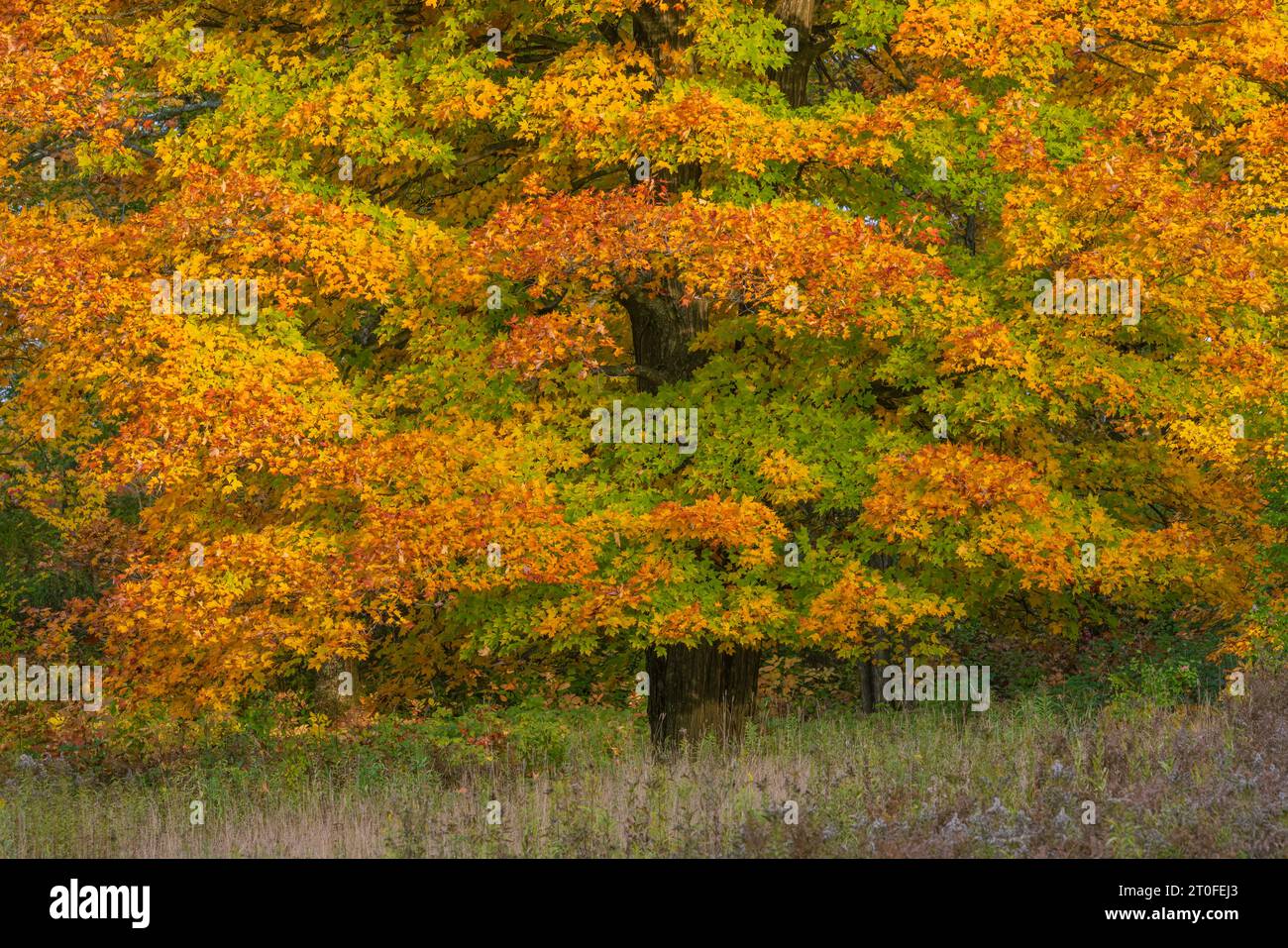 A sugar maple tree on a pretty autumn day in northern Wisconsin Stock