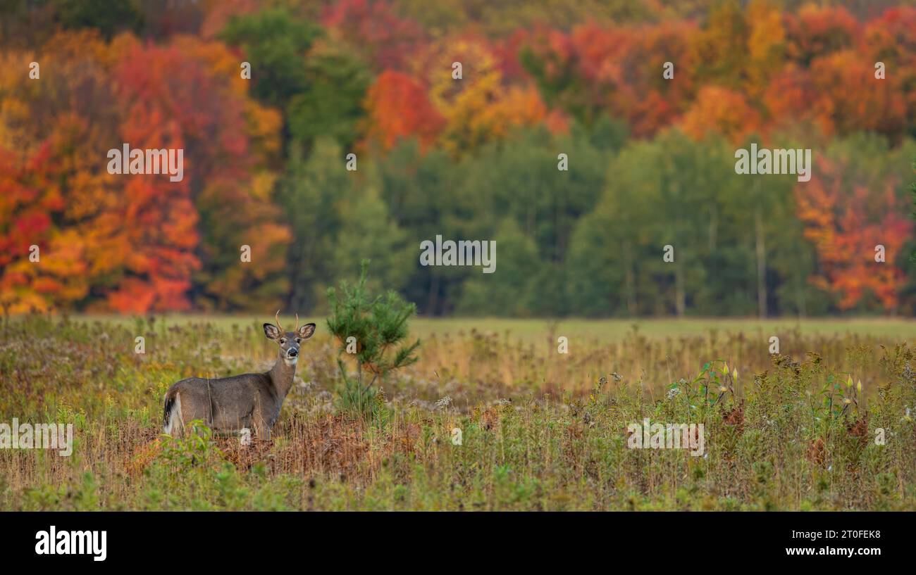 White-tailed buck on an autumn day in northern Wisconsin. Stock Photo