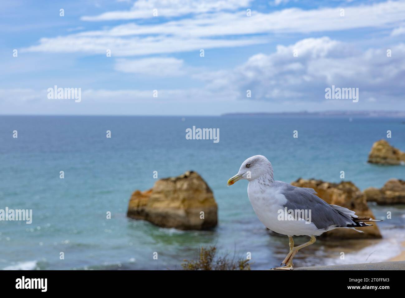 Close up to a Seagull standing on wall with the Tree Castles Beach (Praia dos Tres Castelos) in the background. Portimao, Algarve, Portugal. Stock Photo