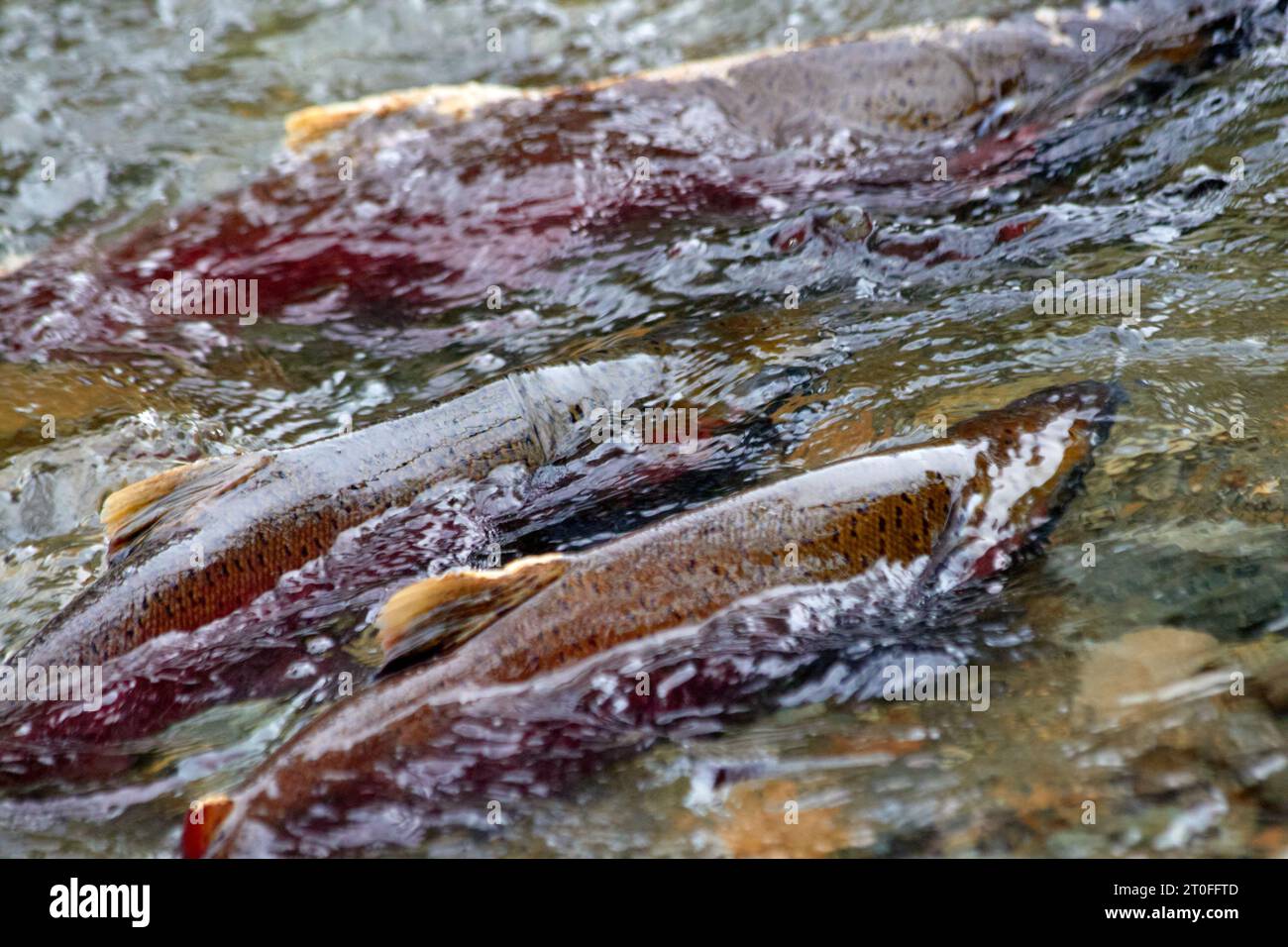 A bunch of salmon are swimming upstream Stock Photo Alamy