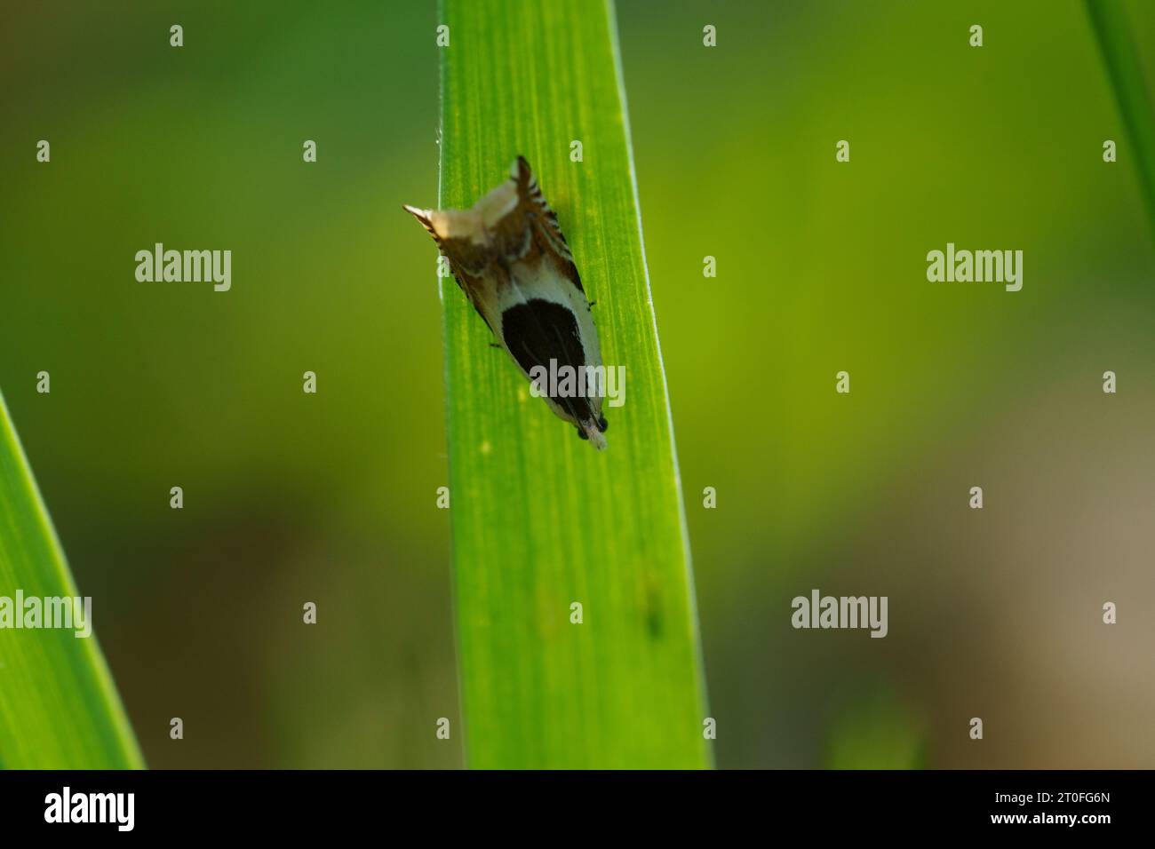 Ancylis badiana Family Tortricidae Genus Ancylis Common roller moth wild nature insect photography, picture, wallpaper Stock Photo