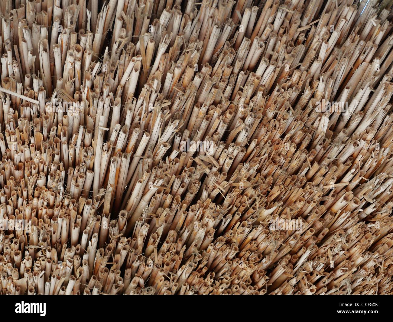 Reed roofs characterize the North German Baltic Sea region. Reed is a natural material and has been used for roofing for thousands of years. Stock Photo